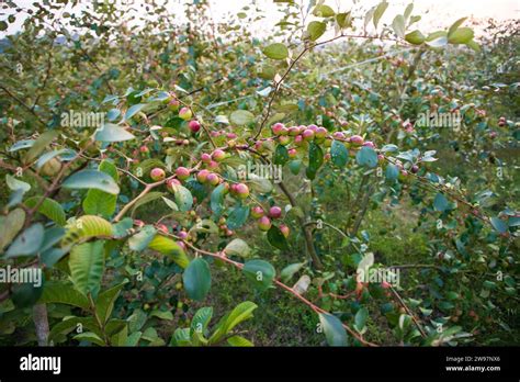 Arbre fruitier avec des fruits mûrs