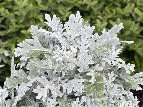 Garniture de massif avec des plantes à feuillage argenté et des fleurs colorées