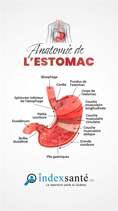 Schéma anatomique de l'estomac humain et localisation des ulcères
