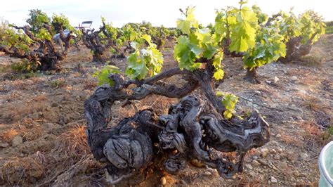 Vieux ceps de vigne dans un paysage méditerranéen