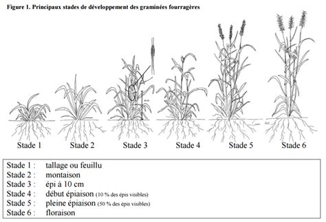 Diagramme illustrant le tallage des graminées après la première tonte
