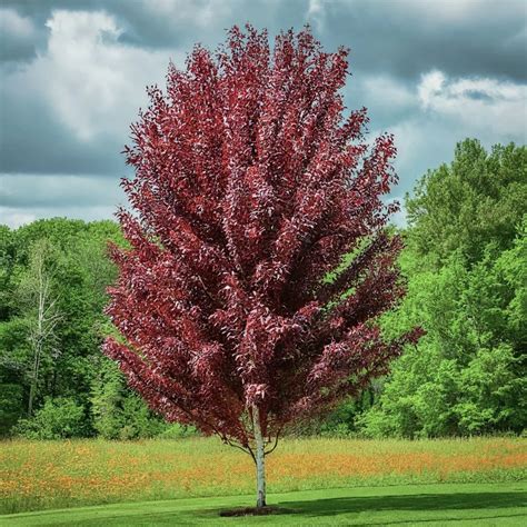 Betula ‘Crimson Frost’ en pleine floraison avec son feuillage pourpre
