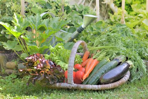 panier de légumes verts frais du potager