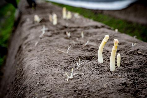 jardinage : buttage des asperges blanches