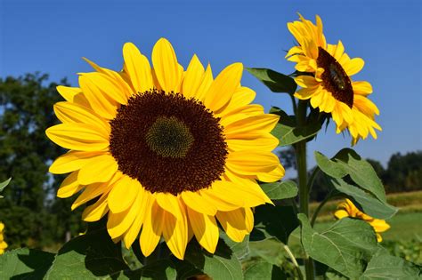 Champ de tournesols en fleur