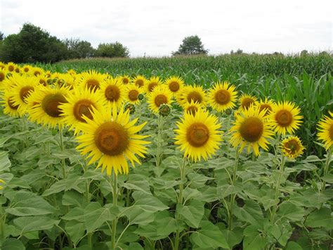 Différentes adventices nuisibles au tournesol