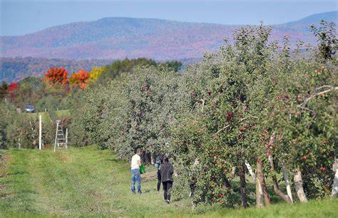Familles en libre cueillette dans un verger landais