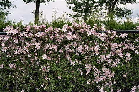 Clématite des montagnes rose en pleine floraison sur une pergola