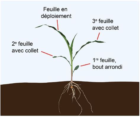 Schéma illustrant l'évolution de la couleur de la barbe du maïs selon le stade de maturité