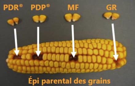 Schéma montrant l'intégration du maïs épi dans la ration des ruminants