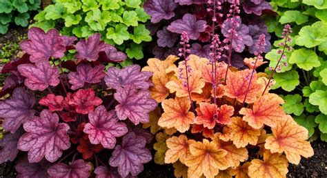 jardin paysager mettant en valeur des massifs d'heuchères aux feuillages contrastés