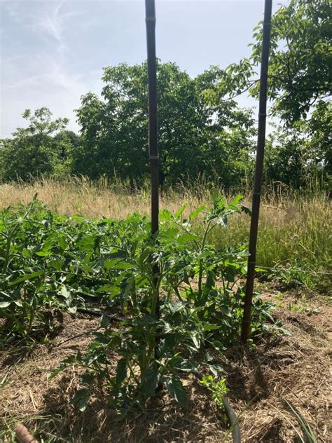 Exemple de tuteur en substrat semi-plastifié