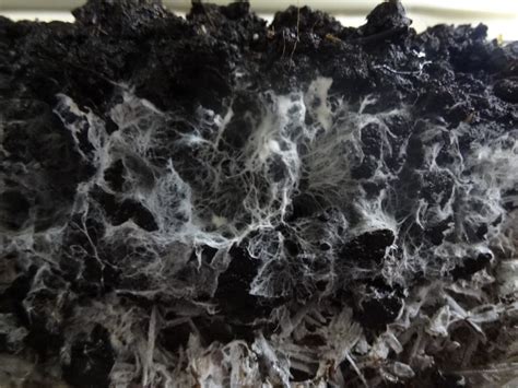 Micrographie montrant des bactéries et des champignons dans un échantillon de compost