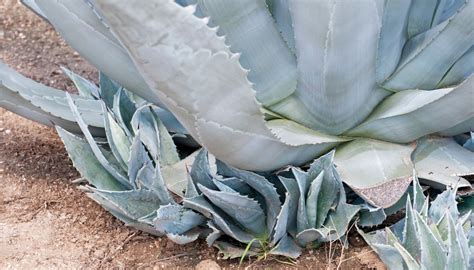 Agave vilmoriniana en pleine terre montrant sa silhouette de pieuvre