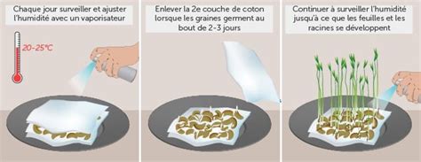 Schéma de germination de graines dans du coton