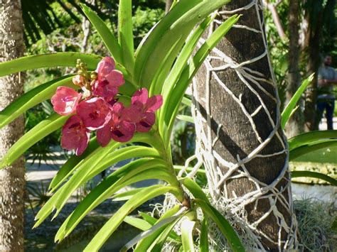 une orchidée épiphyte poussant sur des écorces