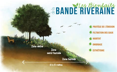 Plan d'une bande riveraine avec différentes zones de végétation