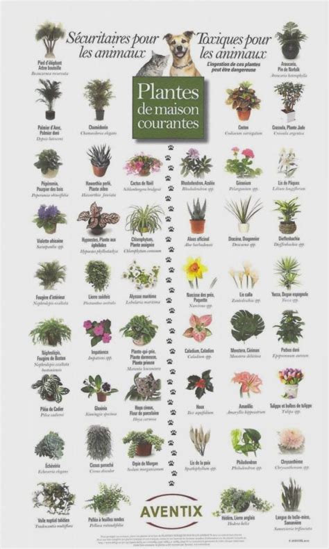 Plantes d'intérieur toxiques pour les chiens