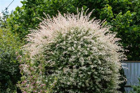 Taille annuelle du saule crevette en fin d'hiver