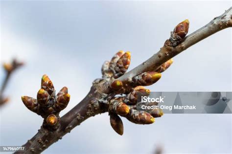 Bourgeons de noisetier au printemps