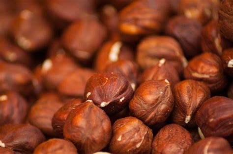 Noisettes fraîches dans leur involucre