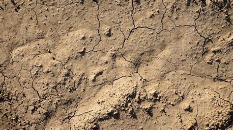 Effet de battance sur un sol argileux non paillé après une forte pluie