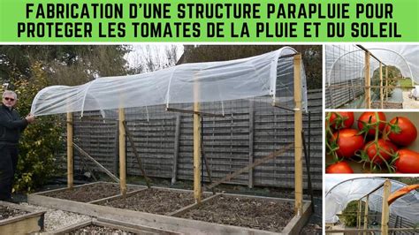 Protection des jeunes plants de tomate avec des cagettes contre le soleil direct