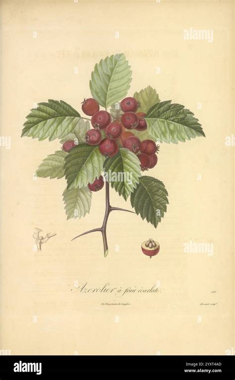 Illustration d'un framboisier avec des feuilles vertes luxuriantes et des fruits rouges