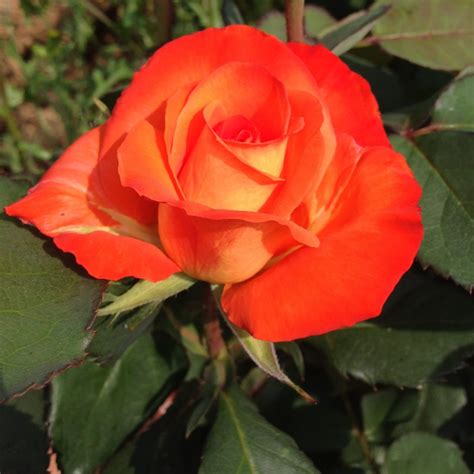 Fleurs d'un rosier grimpant aux pétales orange vif