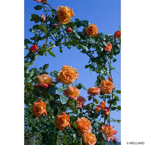 Rosier grimpant 'Louis de Funès®' grimpant sur un mur