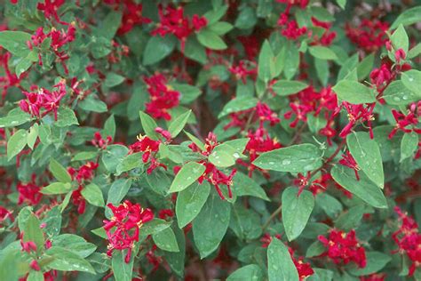 Illustration de Lonicera tatarica 'Arnold Red' en pleine floraison