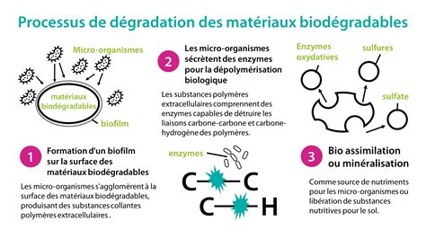 Infographie montrant le processus de dégradation du latex biodégradable