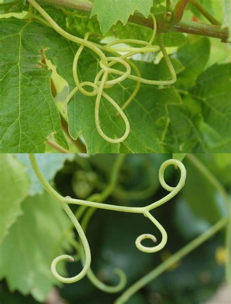 Détail de vrilles de vigne s'accrochant à un support