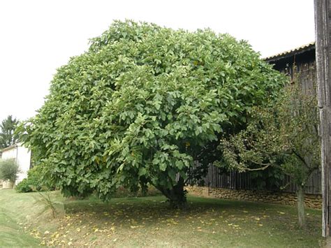 Arbre de figuier en pleine floraison