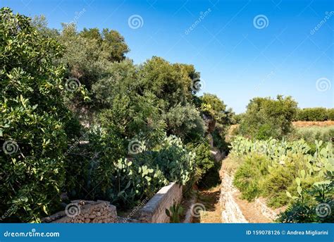 Paysage méditerranéen avec des figuiers