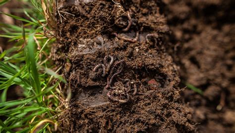 Illustration d'un sol riche et fertile, grouillant de vie microbienne