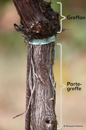 Vigne greffée avec point de soudure visible