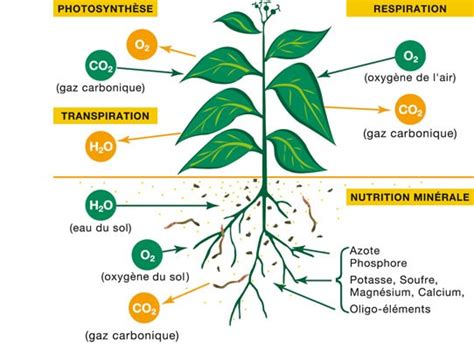 Schéma de l'importance des nutriments pour la plante