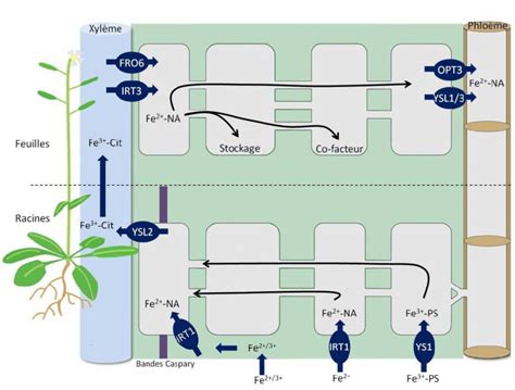 Rôles du fer dans la plante