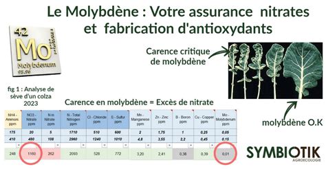 Rôles du molybdène dans la plante