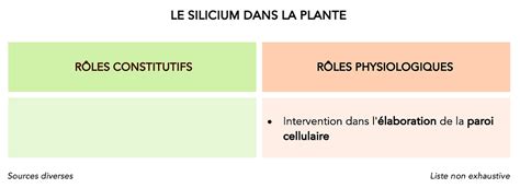 Rôles du silicium dans la plante
