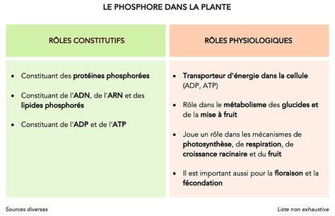 Rôles du phosphore dans la plante