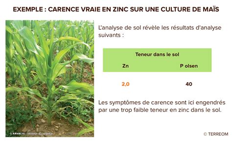 Carence vraie en zinc sur maïs
