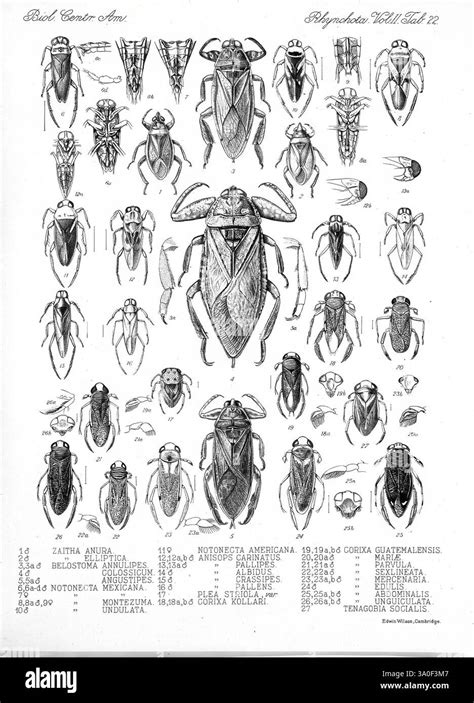 Illustration d'Anthonomus rubi adulte et de ses caractéristiques physiques distinctives