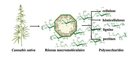 Schéma illustrant la composition en huiles végétales d'ISIO 4