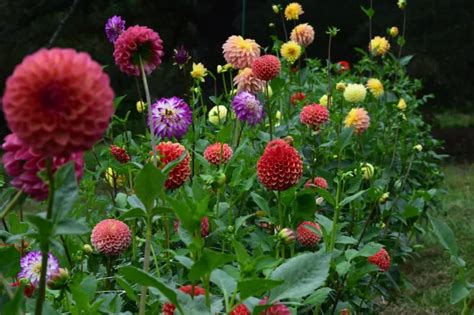 Dahlias en pleine floraison
