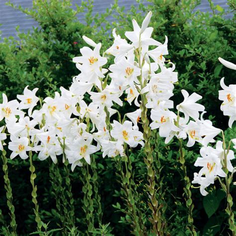 Lis de la Madone en floraison