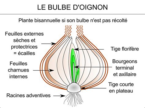 Schéma de la reconstitution des réserves d'un bulbe