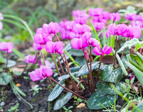Cyclamen de Naples en milieu naturel