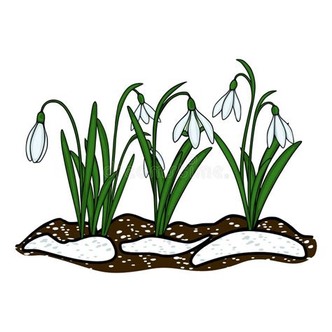 Illustration d'un crocus émergeant de la neige, symbolisant le renouveau printanier